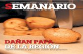 Semanario Coahuila: Dañan papa de la región