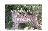 ANIMALES EN DOÑANA