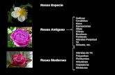 clasificación de rosales