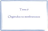 Tema 09 - Orgánulos no membranosos