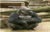 Diferencias entre la jerarquía de dos grupos de gorilas en cautividad: Ebobo y Xebo