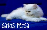 Gatos Persa