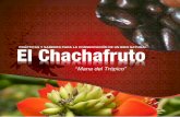 El Chachafruto