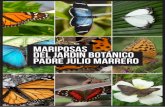 Mariposas del jardin botanico Padre Julio Marrero