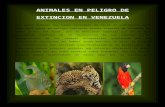 ANIMALES EN PELIGRO DE EXTINCION EN VENEZUELA
