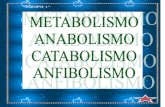 anfibolismo catabolismo y anabolismo