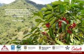 Proyecto Incorporación de Biodiversidad en el Sector Cafetero en Colombia