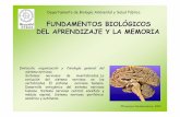 Fundamentos biologicos de aprendizaje y la memoria