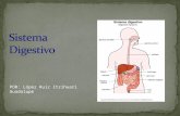 Digestivo semiolog­a