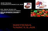 Estructura y Funcion Del Sistema Vascular