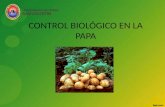 CONTROL BIOLÓGICO EN LA PAPA.pptx