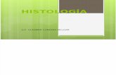 Estudio de Los Tejidos (Histologia) I
