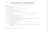 Especie Caprina