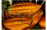 Cacao Oscar
