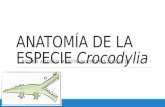 Anatomía de La Especie Crocodylia