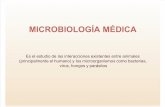Interacciones animales-microorganismos