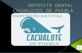 Deposito Dental Cachalotes de Puebla