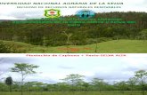 Fotos Sistemas Agroforestales