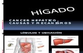 higado-090807121302-phpapp02 (1)