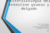 Histofisiología Del Intestino Grueso y Delgado