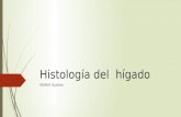 Histología Del Hígado