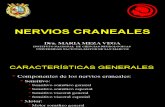4.- NERVIOS CRANEALES