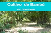 02 David Valdez El Cultivo Del Bambú