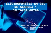Electroforesis en Gel de Agarosa y Poliacrilamida
