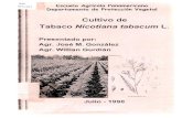 Cultivo de Tabaco