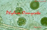 5 Phylum Oomycota Para Alumnos