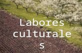 9. Labores culturales