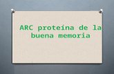 ARC Proteína de La Buena Memoria