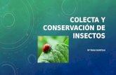 Colecta y Conservación de Insectos