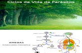 Ciclos de Vida Parasitología