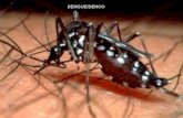 DENGUE/DENCO. Dengue : Manejo de Casos Evolución Clínica de Dengue Desarrollado por Clinicos del Estudio DENCO.