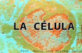 LA CÉLULA Prof. María José Borrego Gutiérrez ESTUDIO DE LA CÉLULA 1.Conocer la función de los órganos de nuestro cuerpo 2.Conocer dónde reside el ADN.