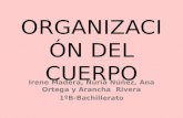 ORGANIZACIÓN DEL CUERPO Irene Madera, Nuria Núñez, Ana Ortega y Arancha Rivera 1ºB-Bachillerato.