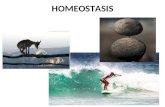 HOMEOSTASIS. Objetivo: Explicar el concepto de homeostasis para comprender su importancia biológica. Definir el concepto de medio interno Conocer.