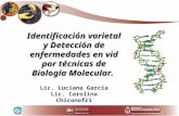 Identificación varietal y Detección de enfermedades en vid por técnicas de Biología Molecular. Lic. Luciana Garcia Lic. Carolina Chiconofri.