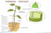 * Las células vegetales son fabricas miniaturas de diversas sustancias que permiten a la planta responder a su ambiente. * Los zoólogos especialista en.