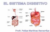 1 2 Digestión sirve para Dividir los Alimentos en Sustancias más sencillas se encarga de realizarla el Aparato digestivo formado por Boca donde los los.
