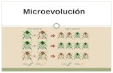Microevolución. Microevolución (cambios en la estructura genética de las poblaciones ) Se le llama Microevolución al proceso por el que se forman nuevas.