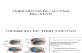 Embriología Digestivo PDF