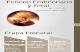 desarollo embrionario