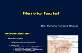 Nervio Facial (1)