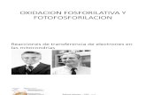 Oxidacion Fosforilativa y Fotofosforilacion