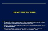HEMATO - 1era Clase-hematopoyesis