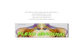Plexo Braquial- Anatomia Humana
