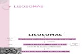 09 LISOSOMAS