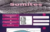 somites embrio1ogia